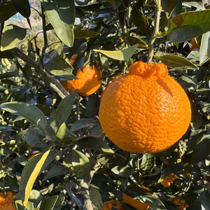 【熱海産】不知火(デコポン)