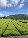 2023新茶【伊勢神宮奉納茶】特上　かぶせ茶　茶葉100g入り
