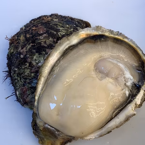 愛知，日間賀島産，島漁師リント直送，　　天然岩牡蠣　1.5kgで3個　7名様限定