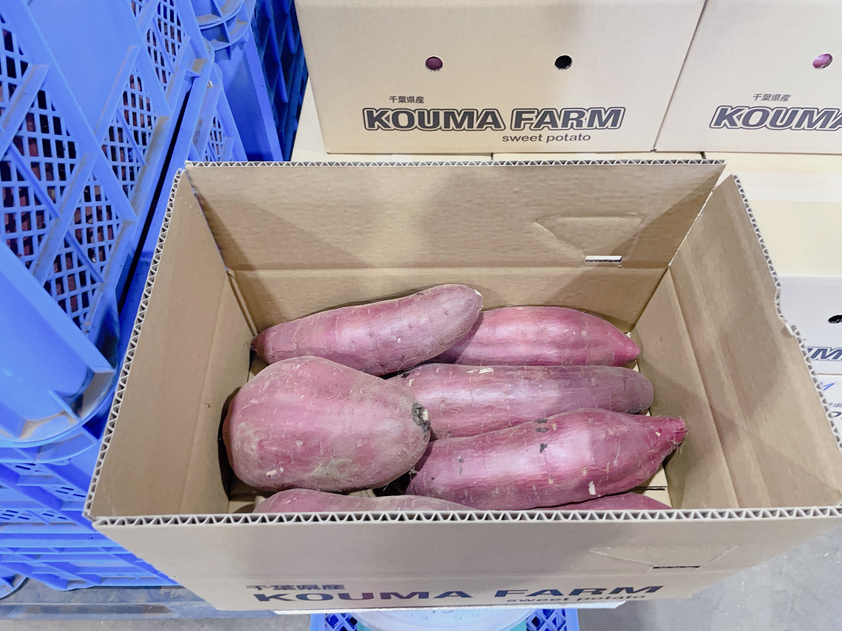 【超熟成❗️大きいサイズ2L〜3L❗️】千葉県産紅はるか‼️