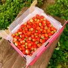【ぱくぱく注意❗️】ジャム用真っ赤な『とちおとめ』BOX