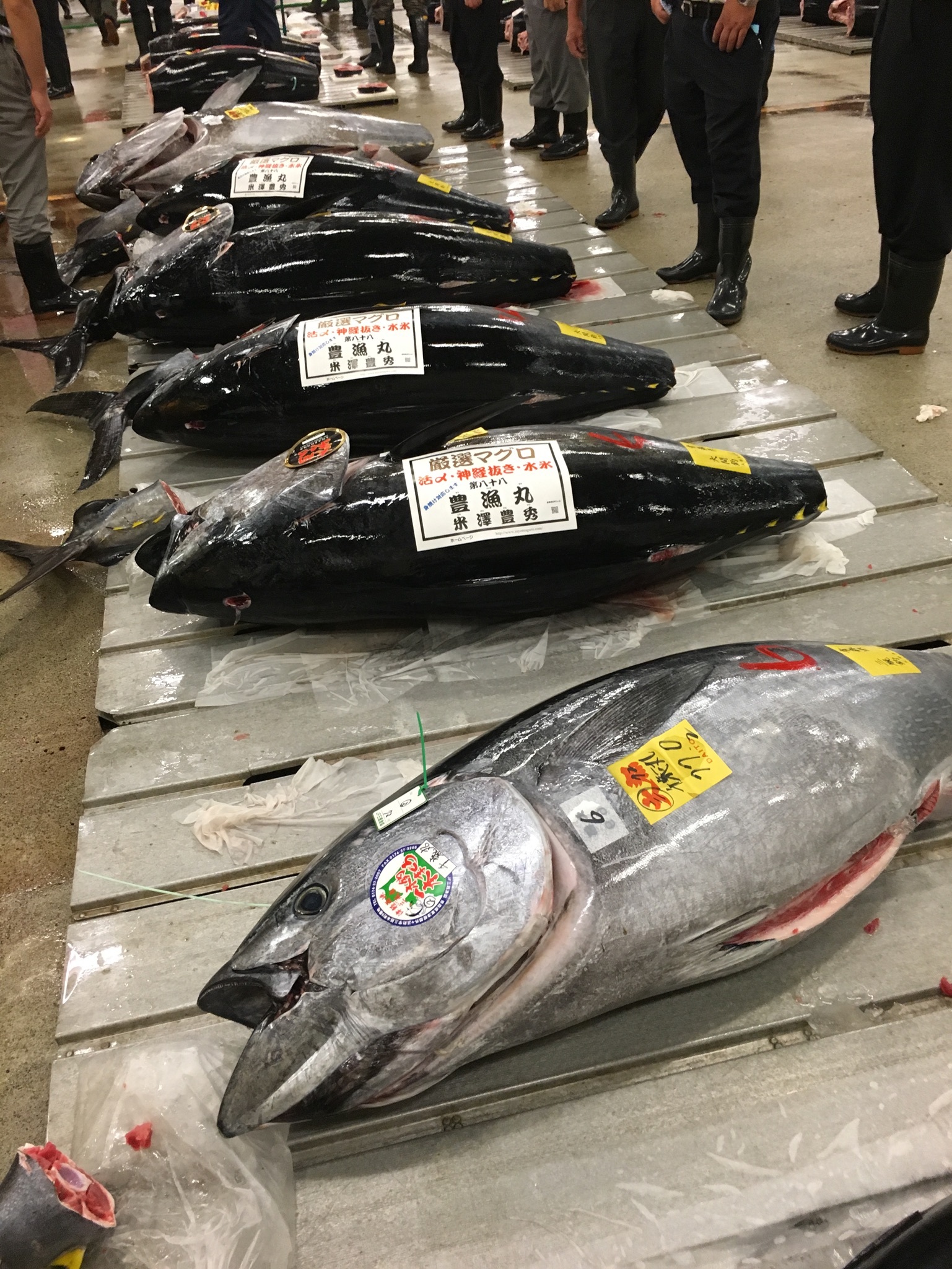 マグロはどこまで巨大化するのか その答えは 農家漁師から産地直送の通販 ポケットマルシェ