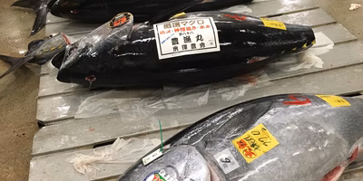 「 マグロはどこまで巨大化するのか」その答えは・・・？