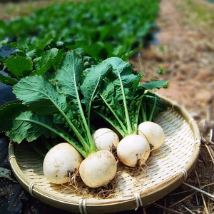 農薬不使用（無農薬）栽培　白小蕪　