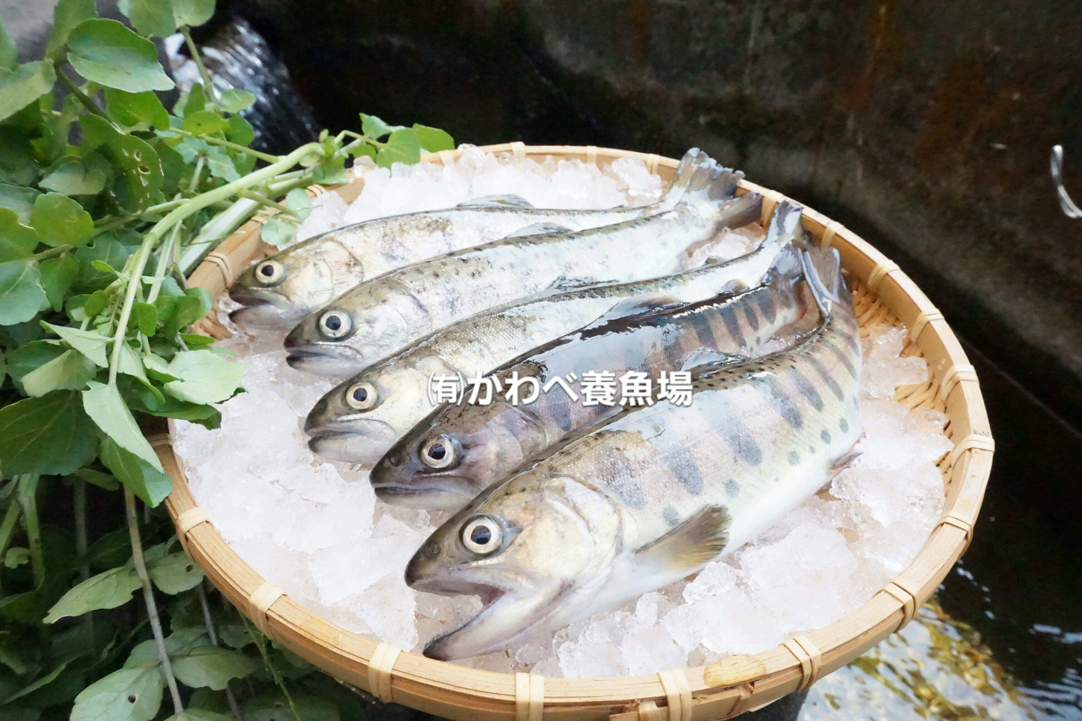 阿蘇から届くまぼろしの魚 かわべの湧水やまめ 老舗旅館お墨付き 10匹 農家漁師から産地直送の通販 ポケットマルシェ