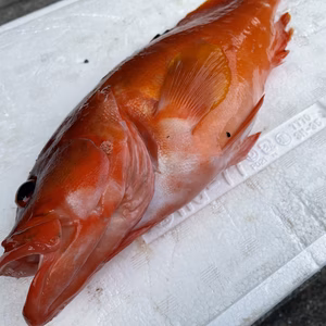 【魚突き】動画あり　アカハタ800g 鱗、内臓処理済