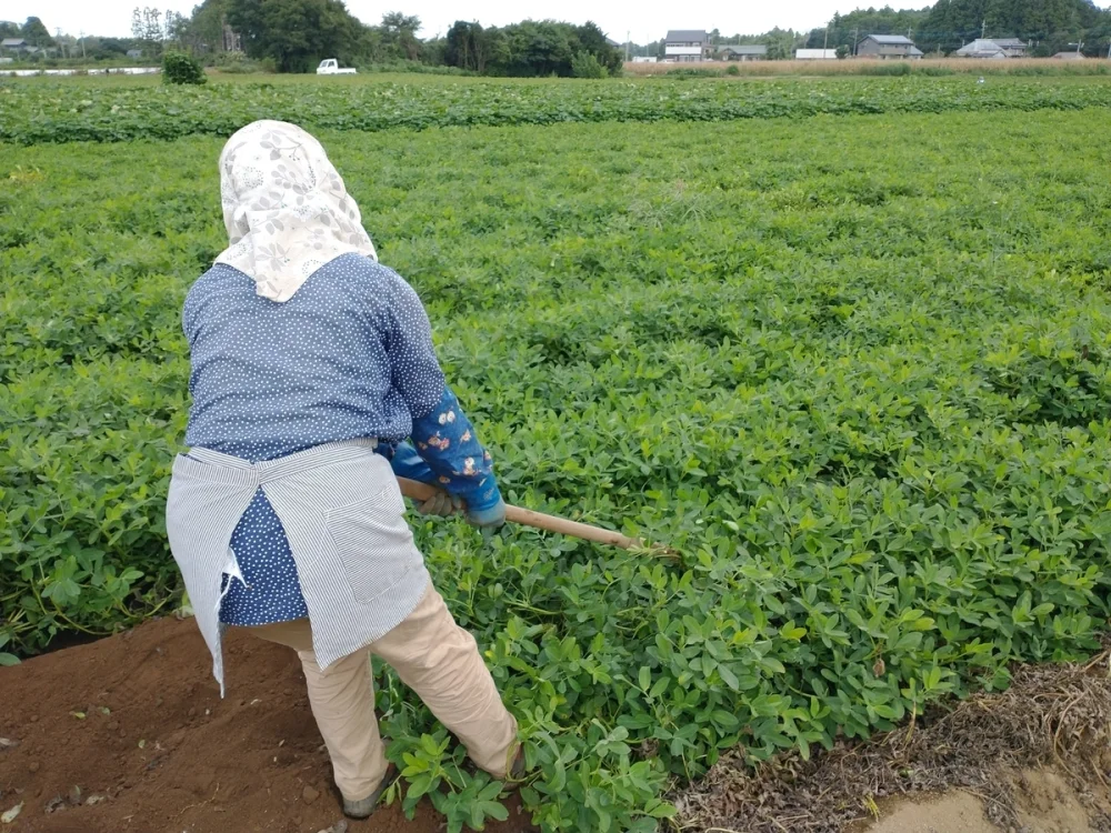 【訳あり一粒タイプ】千葉県産 から付き煎り落花生 おおまさり
