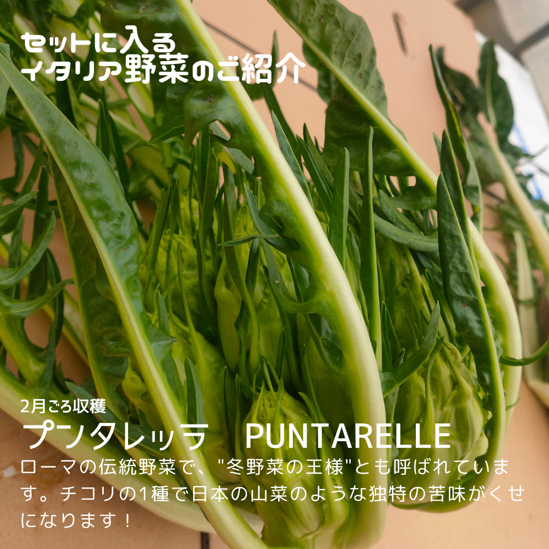 朝採れ！ 冬 野菜 果物 の詰め合わせとでかたまご18個 野菜セット #f