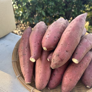 収穫から２か月追熟！ねっとり甘いシルクスイート　地元の直売所でも人気