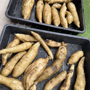 大山の大自然でそだった！シャキシャキ！ヤーコン（3kg）