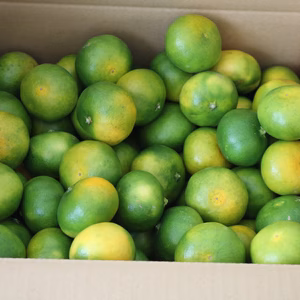 八幡浜みかん便り★極早生みかん★格外品4.5キロ