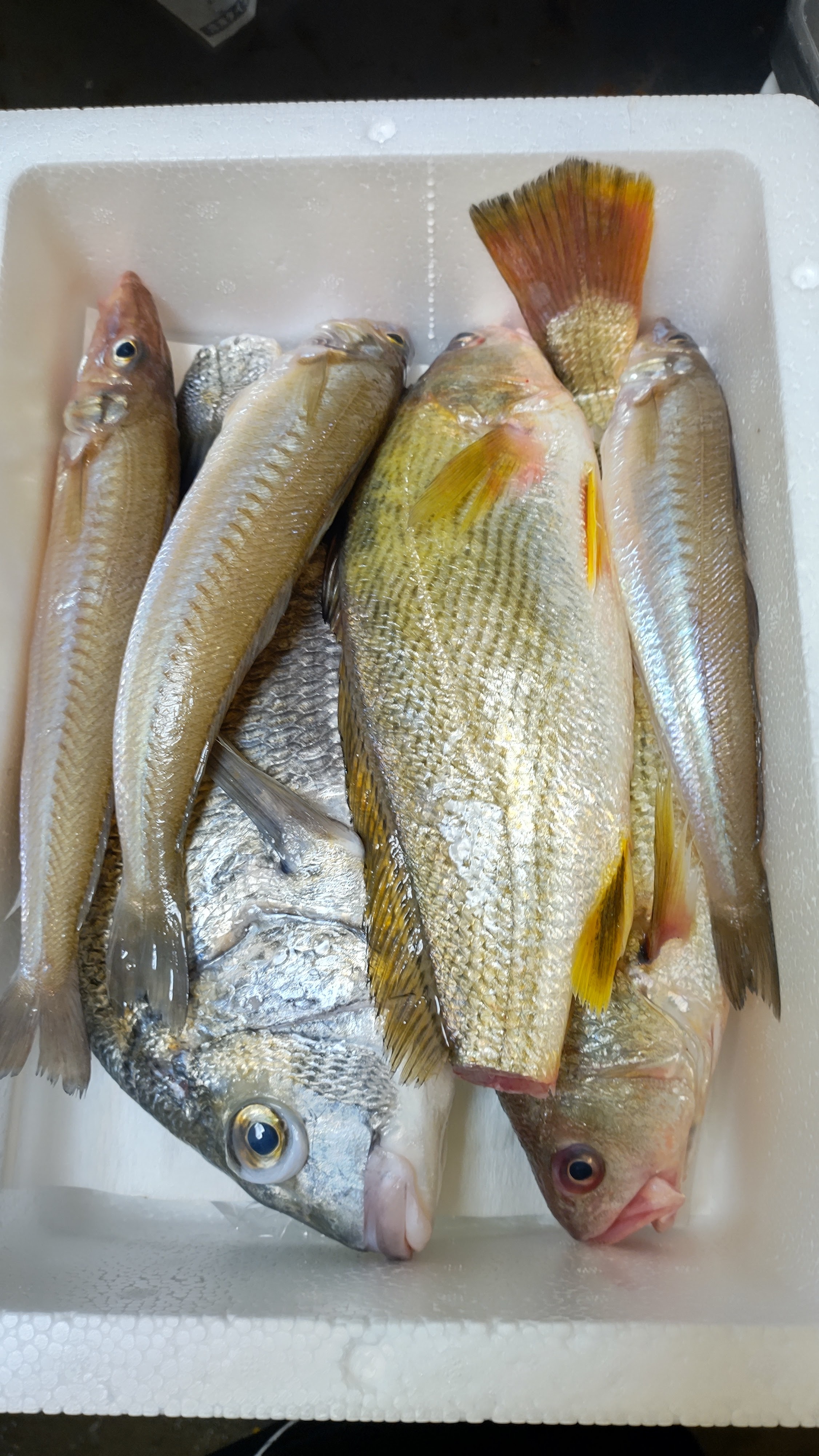 熊本県八代海の魚 朝捕れお楽しみ鮮魚box 農家漁師から産地直送の通販 ポケットマルシェ