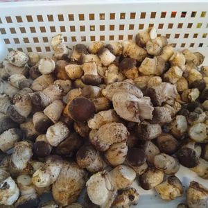 菌床椎茸　椎茸の芽　規格外　約1.7~1.8kg　大粒、中粒　小粒混合　