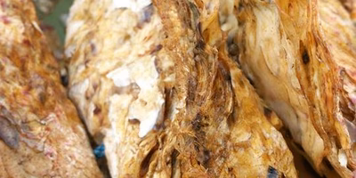 ホヤ種チェック♪