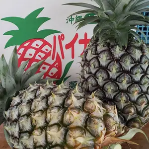 沖縄県産　甘くて美味い　島パイン（Nパイン　ハワイ種）　パイナップル