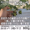 「べにほっぺ」大粒のみ800g【クール便】