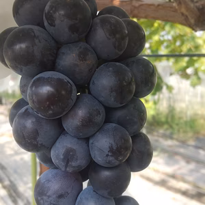 ご家庭用ニューピオーネ1ｋｇ３～4房