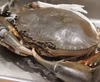1点限り！！超希少、超特大、ドウマンガニ1.3キロ