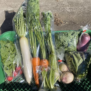  雲海育ちの秋野菜「あるだけ」野菜セット（野菜ソムリエ監修レシピ付き）