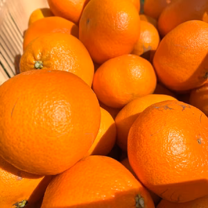 ★数量限定★訳ありお得★愛媛県オリジナル品種「甘平」