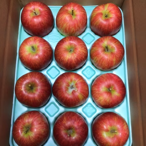 長野県・松川町産シナノスイート贈答品3kg・5kg