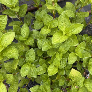 藍の生葉　藍染めに！　枝付き1キロ