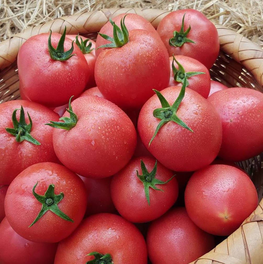東大研究者と共に甘いトマトを育てる農家のフルーツトマト 18年も販売スタート 農家漁師から産地直送の通販 ポケットマルシェ