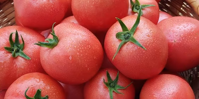 東大研究者と共に甘いトマトを育てる農家のフルーツトマト。2018年も販売スタート！