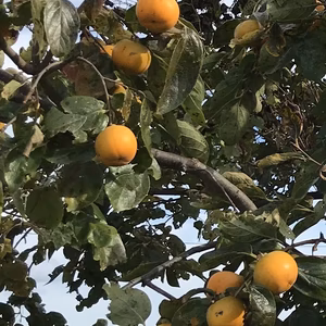 会津身不知柿（みしらずらかき）農薬化学肥料不使用キズあり