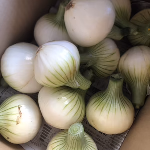 これが最後！コロナなんか吹き飛ばせ！ 第3段  今が食べ頃♬お野菜セット