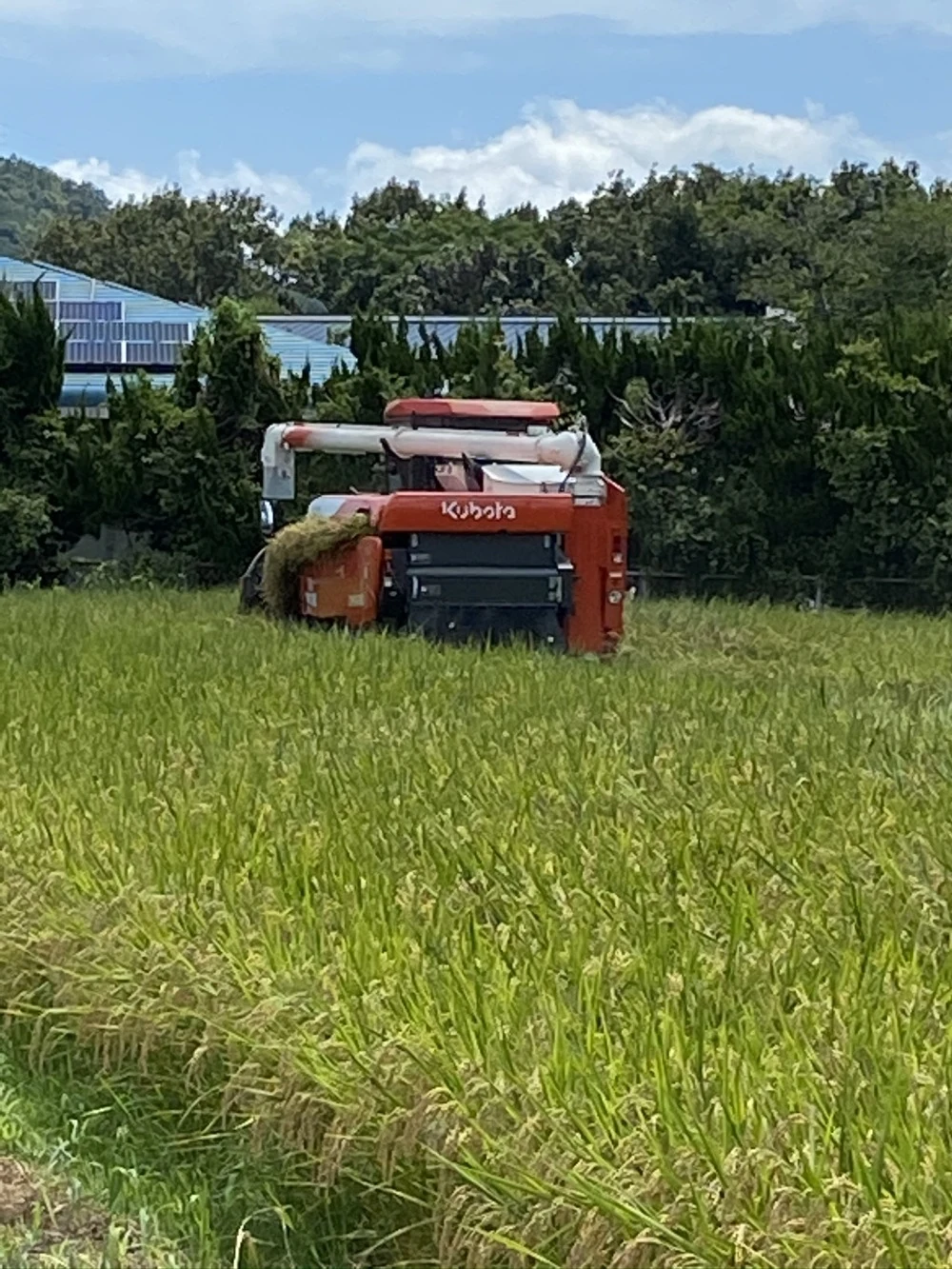 令和5年度産新米香川県産コシヒカリ玄米30キロ 只今送料割引中ー ...