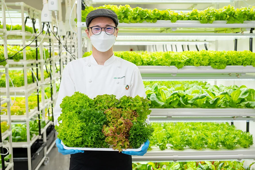 一ヶ月日持ち│５種常備野菜定期便（Largeサイズ）
