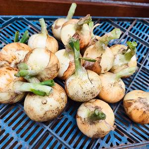 （農薬、化学肥料不使用）新玉ねぎ（約2kg)