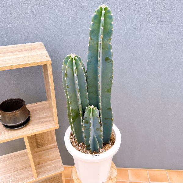 【在庫販売】　サボテン　柱サボテン　3本植え　観葉植物　多肉植物　ドライガーデン