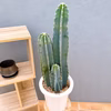【在庫販売】　サボテン　柱サボテン　3本植え　観葉植物　多肉植物　ドライガーデン