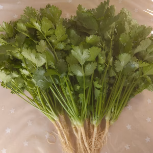 無農薬パクチー(根付き)約300g