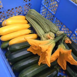 ズッキーニ/ zucchini