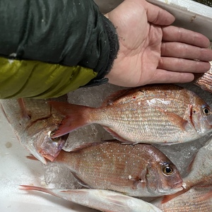 [訳あり]何が入るかわからないお魚セット(マダイ他)3k 晴天さん専用