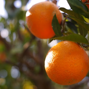 【くるくるさん専用】屋久島産たんかん（5kg）