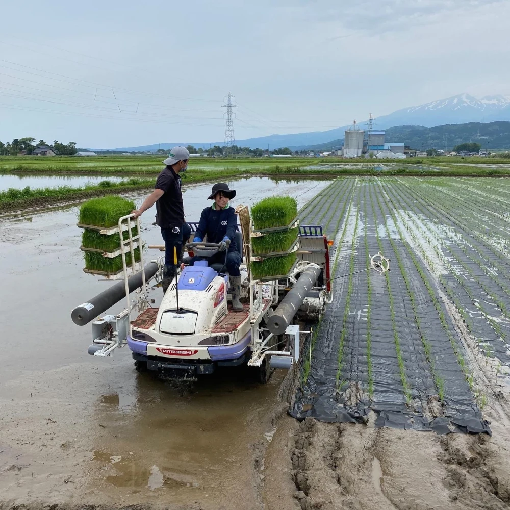 氷河米『甘酒』 氷河米プレミアム使用 栽培期間中、農薬・化学肥料不