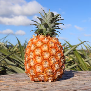 【ピーチ、ボゴール、ハワイ】3品種パイナップル　4月、5月、6月、7月定期便！！
