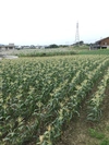 ⭐️4月頃収穫予定 沖縄県産 トウモロコシ