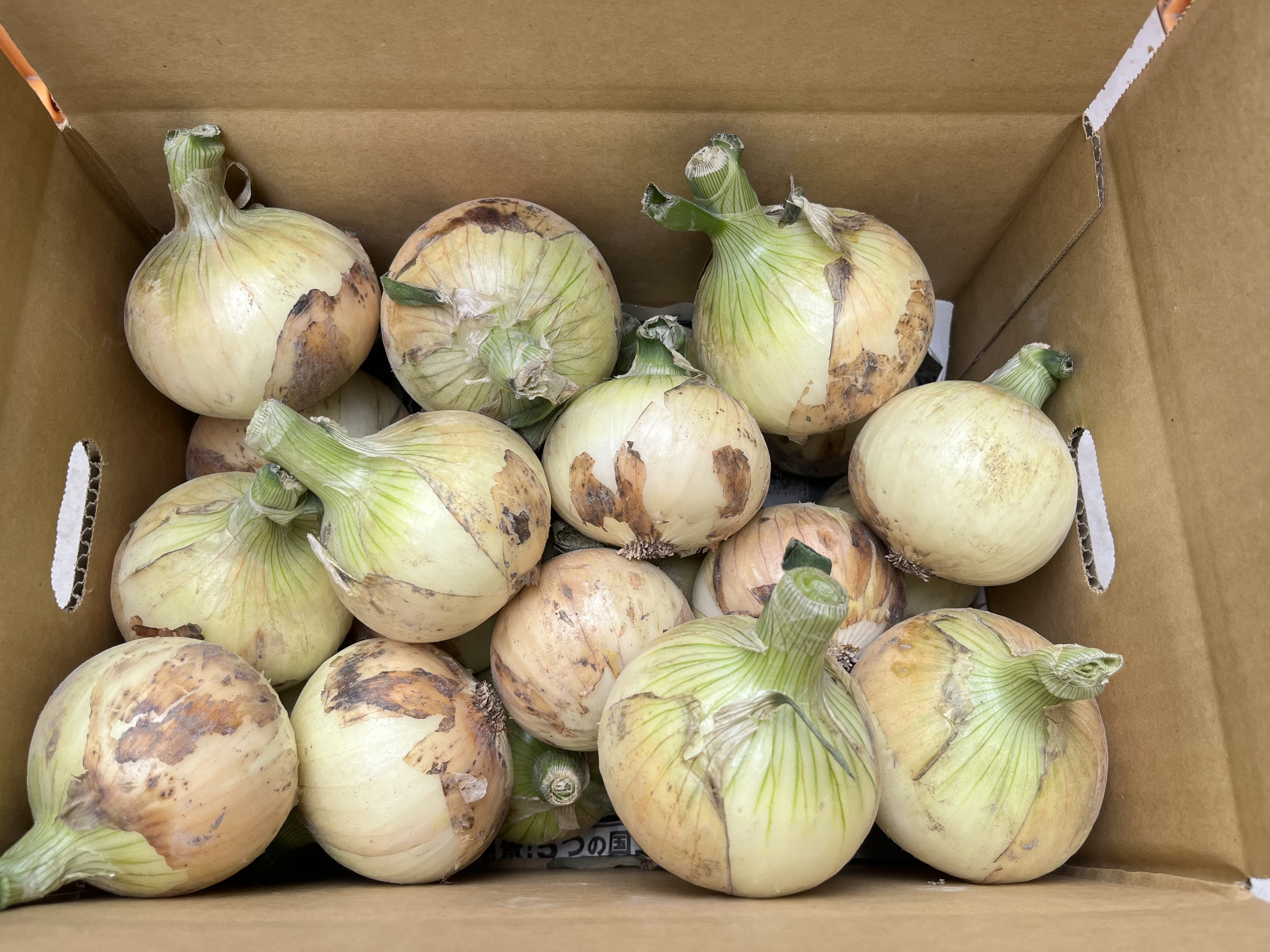 昨年も大好評の淡路島極早生玉ねぎ!(極早生最終) 新玉ねぎチビ&ミニ3キロ