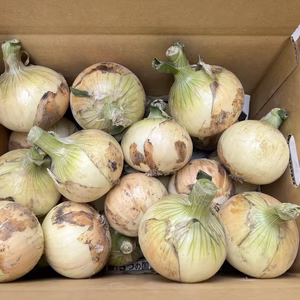 昨年も大好評の淡路島極早生玉ねぎ！（極早生最終）