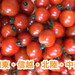 ミニトマト プレミアムルビー (関東・信越・北陸・中部)