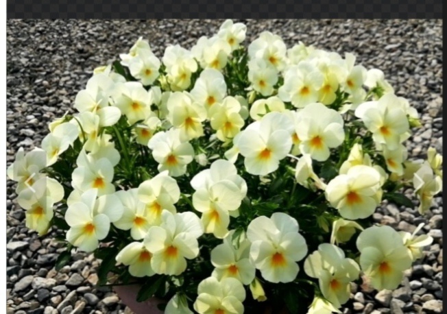 レモンイエローのグラデーションが魅力 ももかシリーズ ひよこ 農家漁師から産地直送の通販 ポケットマルシェ