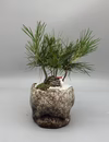 【父の日ギフト】ミニ松盆栽
