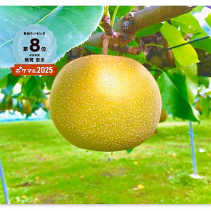 令和8年8月発送【予約】梨　幸水　長野県産　良品‼️ 