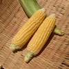 甘い！ハウスで育てたトウモロコシ