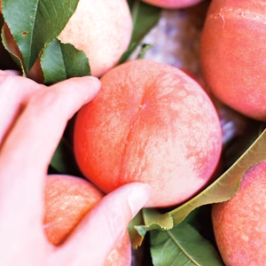 クール対応 12度保証レア品種ミニピーチ！【スモモサイズ】